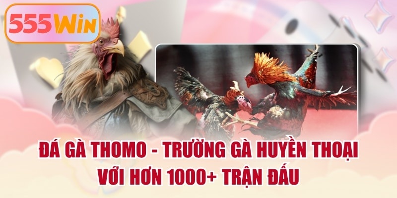 Đá Gà Thomo - Trường Gà Huyền Thoại Với Hơn 1000+ Trận Đấu